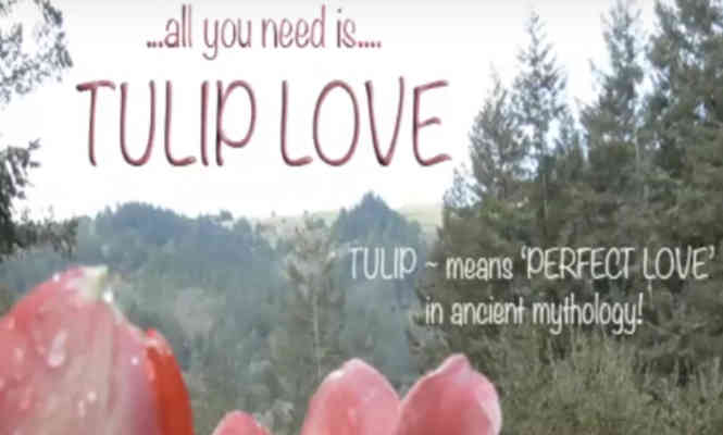 Tulip Love Video